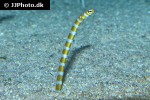 gorgasia preclara gorgasia preclara