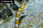 gorgasia preclara gorgasia preclara