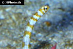 gorgasia preclara gorgasia preclara