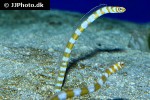 gorgasia preclara gorgasia preclara