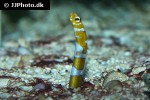 gorgasia preclara gorgasia preclara