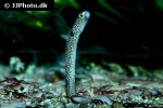 heteroconger hassi heteroconger hassi