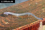 lampetra planeri lampetra planeri