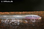 lampetra planeri lampetra planeri