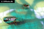 monopterus albus monopterus albus