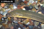 monopterus albus monopterus albus