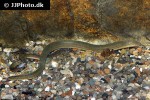 monopterus albus monopterus albus