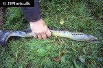 petromyzon marinus petromyzon marinus