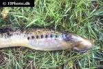 petromyzon marinus petromyzon marinus