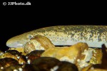 petromyzon marinus petromyzon marinus
