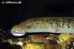 petromyzon marinus petromyzon marinus