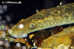 petromyzon marinus petromyzon marinus