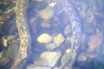 petromyzon marinus petromyzon marinus