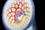 petromyzon marinus petromyzon marinus