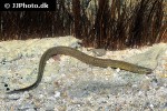 synbranchus marmoratus synbranchus marmoratus
