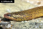 synbranchus marmoratus synbranchus marmoratus