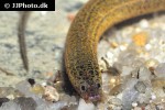 synbranchus marmoratus synbranchus marmoratus