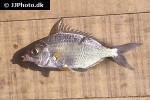 eucinostomus melanopterus eucinostomus melanopterus