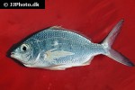 gerres cinereus gerres cinereus