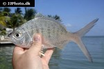 gerres cinereus gerres cinereus