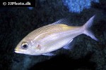 gnathodentex aureolineatus gnathodentex aureolineatus