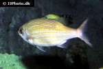 gnathodentex aureolineatus gnathodentex aureolineatus