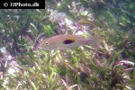 lethrinus harak lethrinus harak