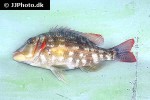 lethrinus obsoletus lethrinus obsoletus