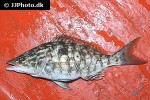 lethrinus olivaceus lethrinus olivaceus