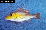 lethrinus semicinctus lethrinus semicinctus