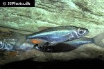 alburnus alburnus alburnus alburnus