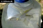 alburnus alburnus alburnus alburnus