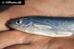 alburnus alburnus alburnus alburnus