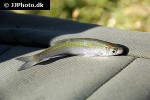 alburnus alburnus alburnus alburnus