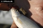 alburnus alburnus alburnus alburnus