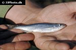 alburnus alburnus alburnus alburnus