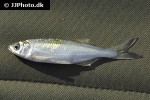 alburnus alburnus alburnus alburnus