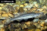 anaecypris hispanica anaecypris hispanica