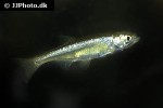 leucaspius delineatus leucaspius delineatus