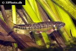 phoxinus phoxinus phoxinus phoxinus