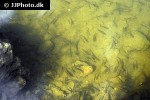 phoxinus phoxinus phoxinus phoxinus