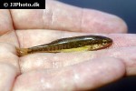 phoxinus phoxinus phoxinus phoxinus