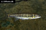phoxinus phoxinus phoxinus phoxinus