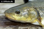 ptychocheilus oregonensis ptychocheilus oregonensis