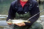 ptychocheilus oregonensis ptychocheilus oregonensis
