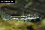 sarcocheilichthys sinensis sarcocheilichthys sinensis