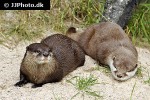 aonyx cinerea asian small clawed otter aonyx cinerea asian small clawed otter