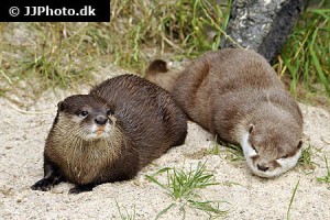 Otters