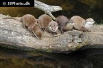 aonyx cinerea asian small clawed otter aonyx cinerea asian small clawed otter