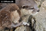 aonyx cinerea asian small clawed otter aonyx cinerea asian small clawed otter